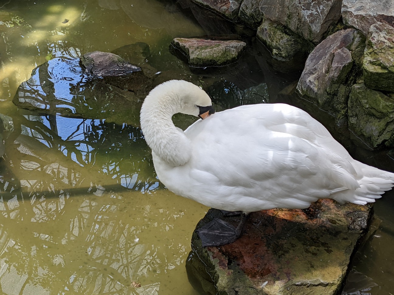 f:id:ranchou:20220727224553j:image