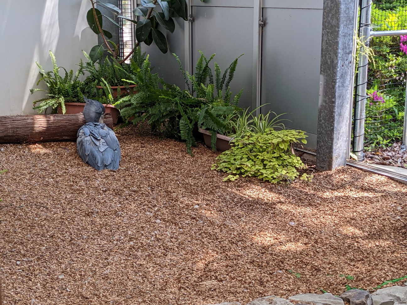 f:id:ranchou:20220727224612j:image