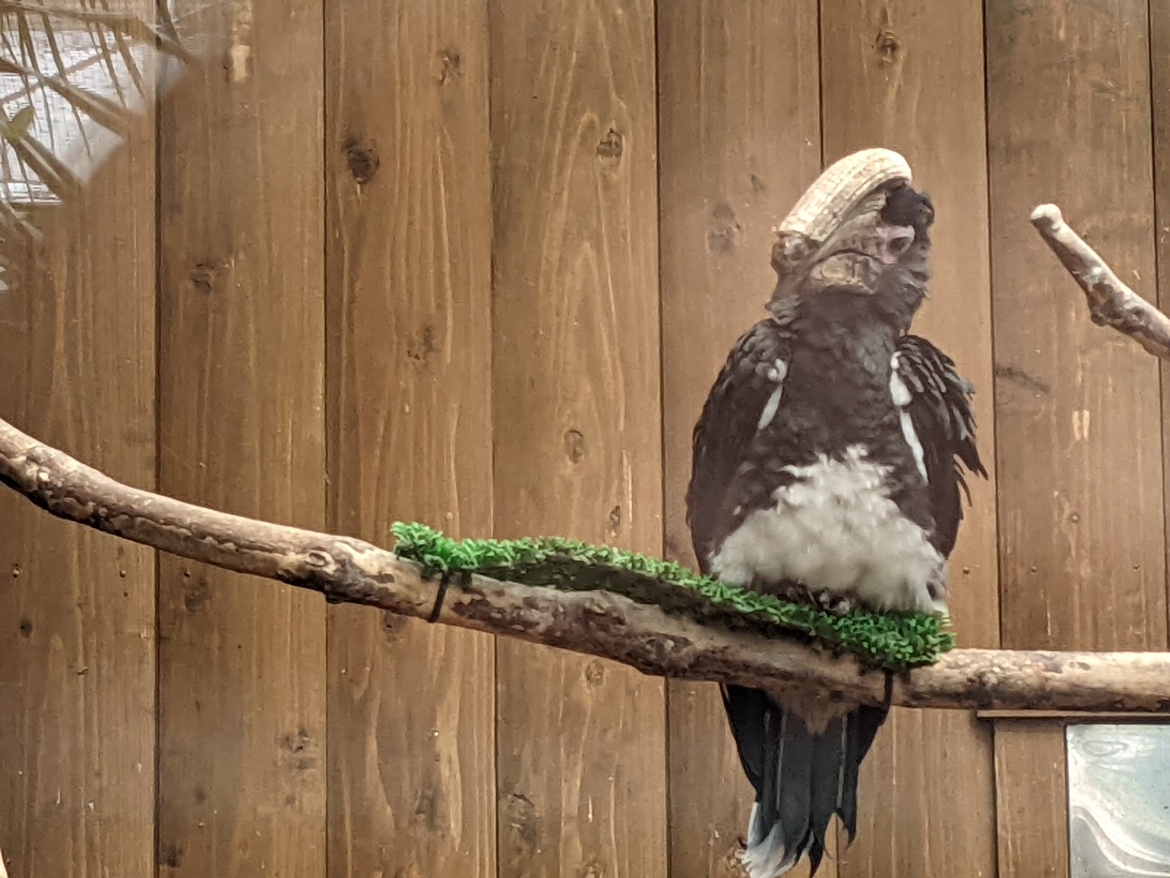 f:id:ranchou:20220727224658j:image