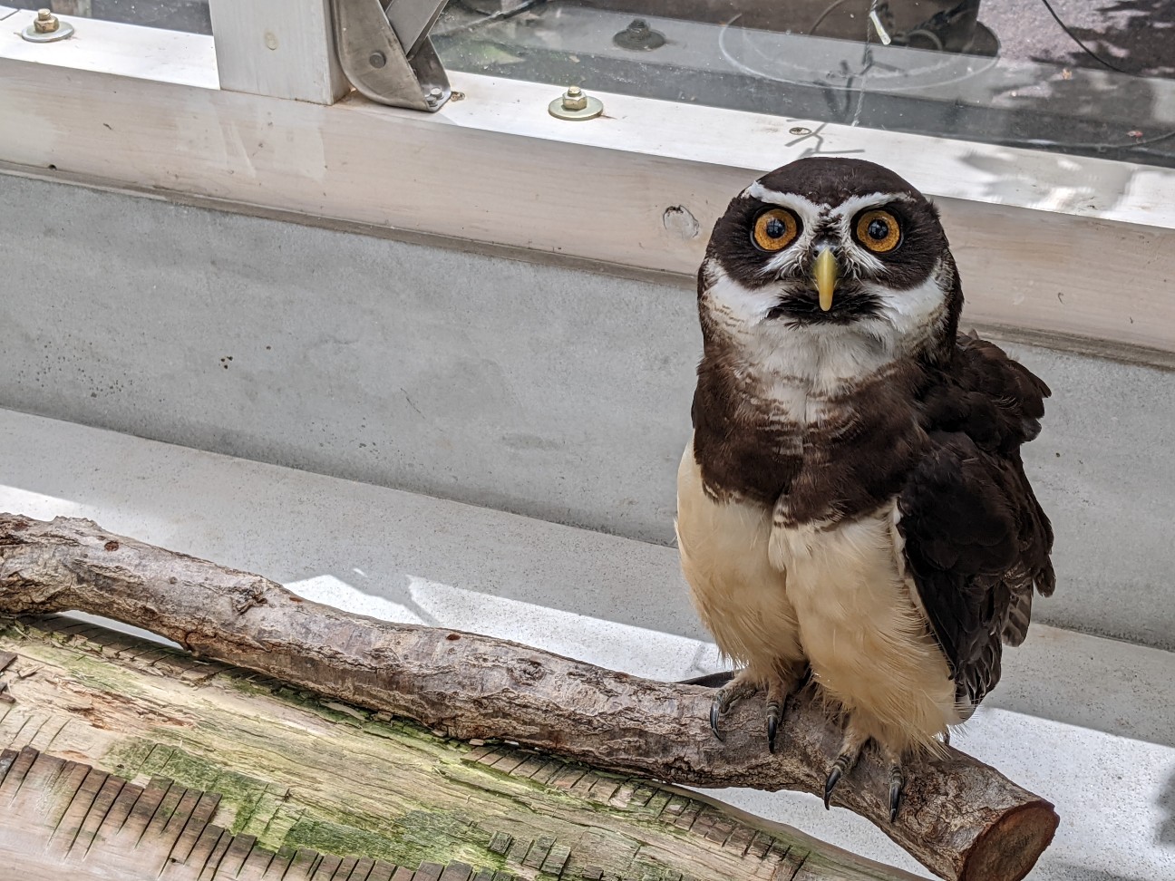 f:id:ranchou:20220727225204j:image