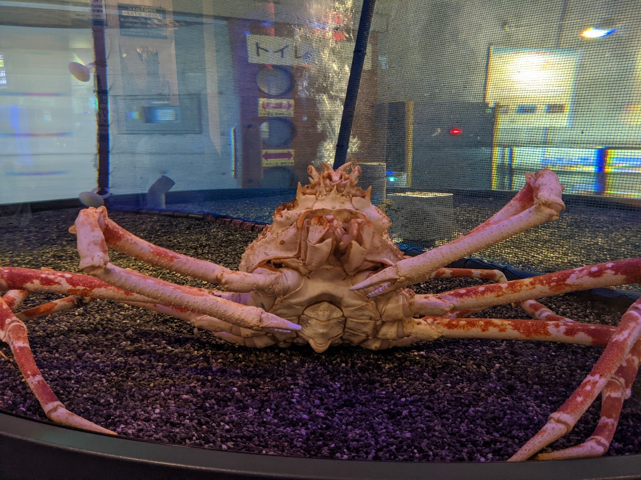 f:id:ranchou:20220731194549j:image