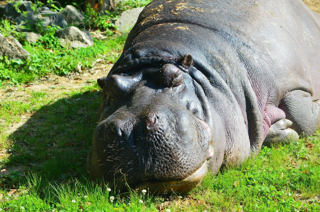 f:id:ranchou:20220804235015j:image f:id:ranchou:20220804235015j:image