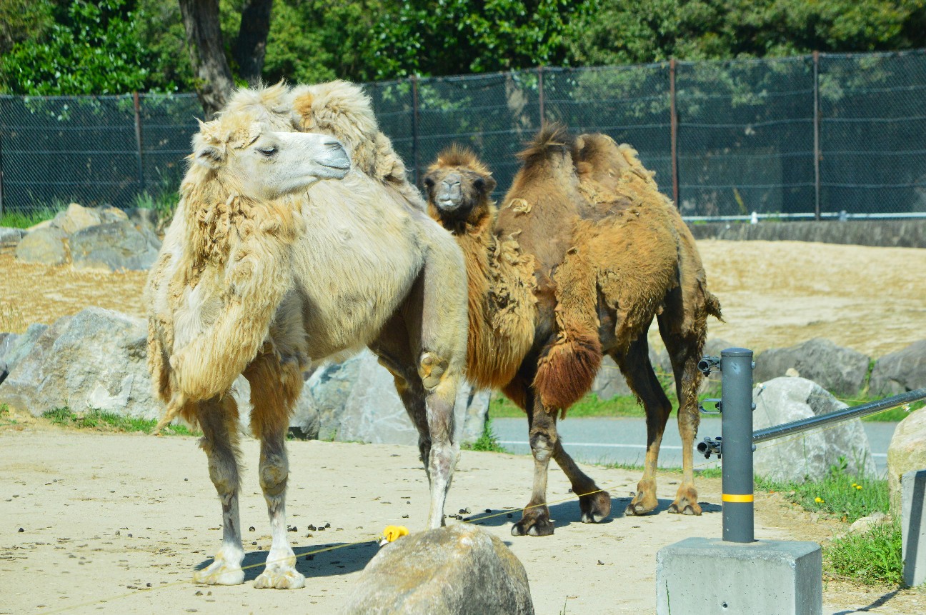 f:id:ranchou:20220804235031j:image f:id:ranchou:20220804235031j:image