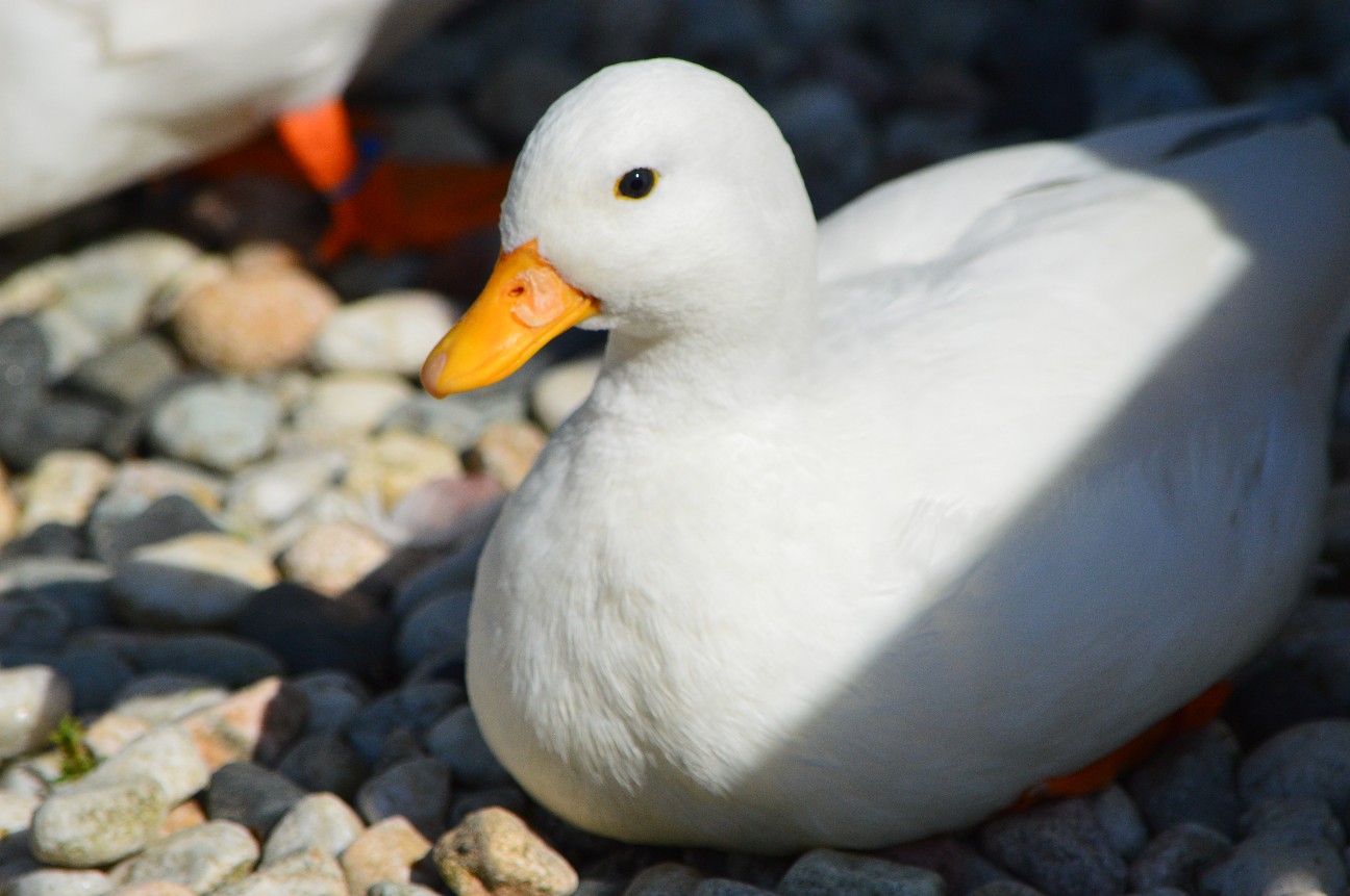 f:id:ranchou:20220804235123j:image f:id:ranchou:20220804235123j:image