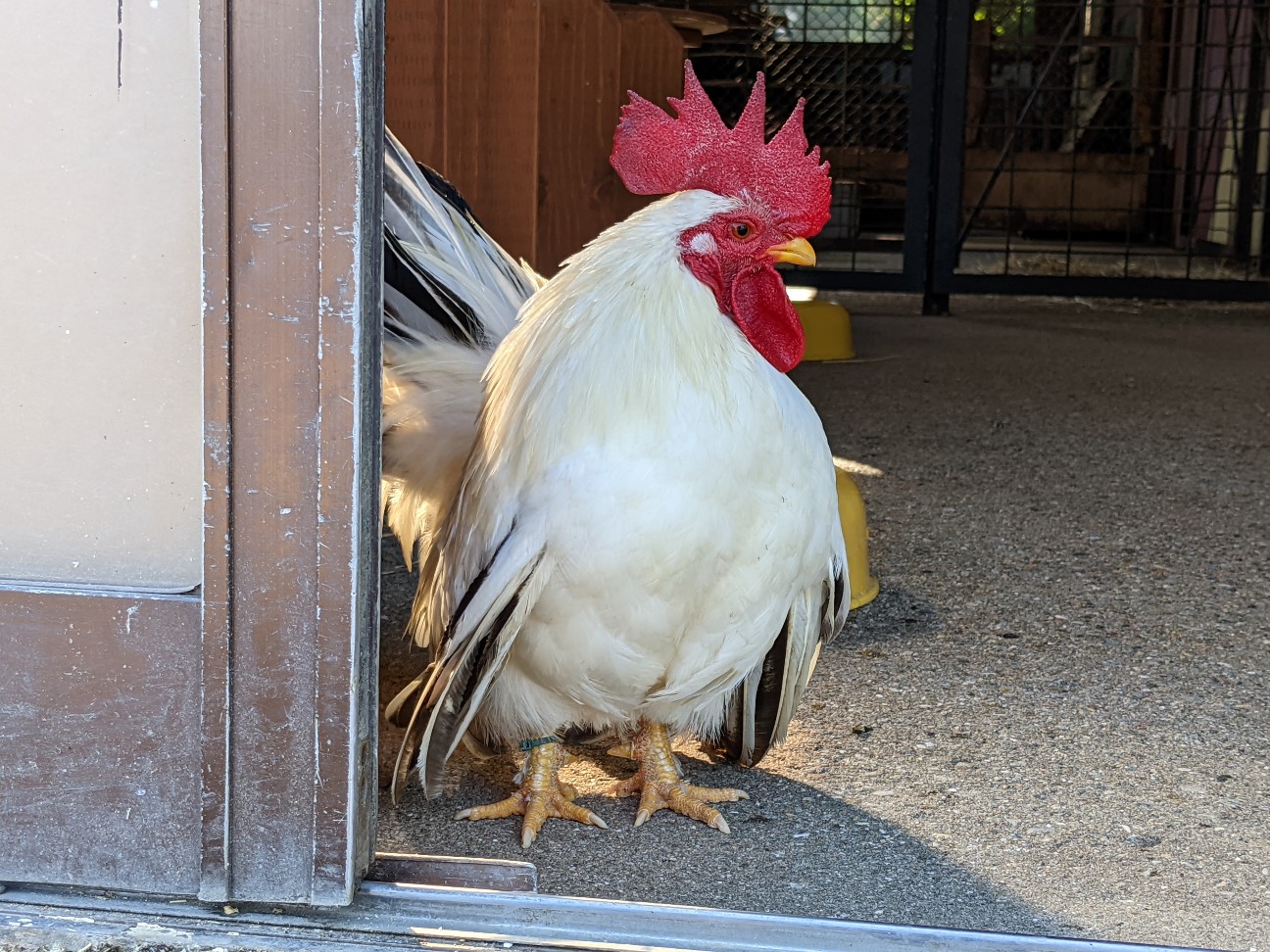 f:id:ranchou:20220804235132j:image f:id:ranchou:20220804235132j:image