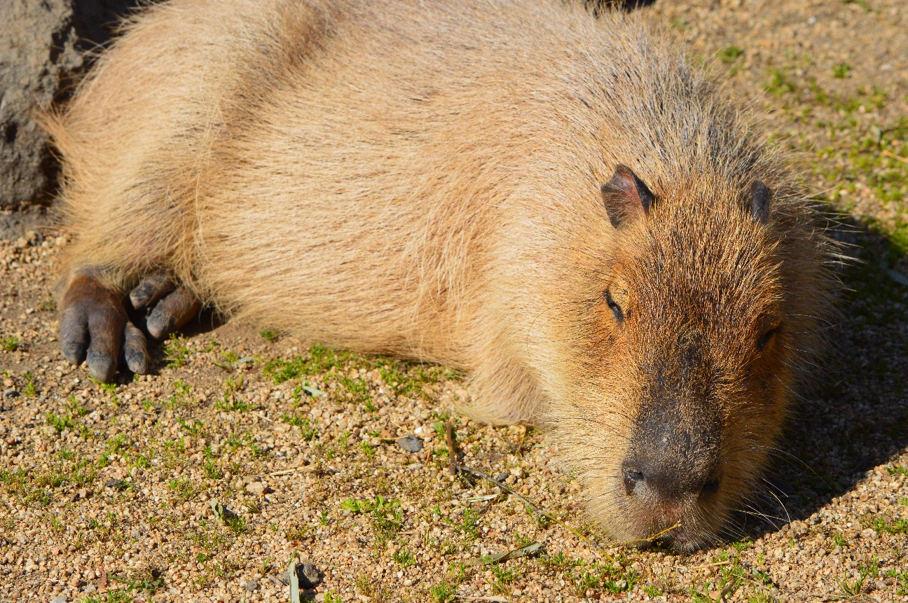 f:id:ranchou:20220804235216j:image f:id:ranchou:20220804235216j:image