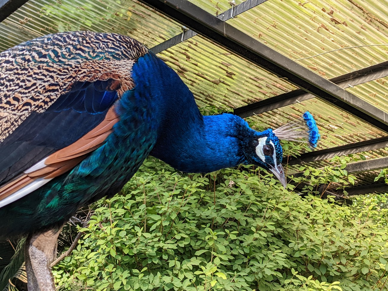 f:id:ranchou:20220804235504j:image f:id:ranchou:20220804235504j:image