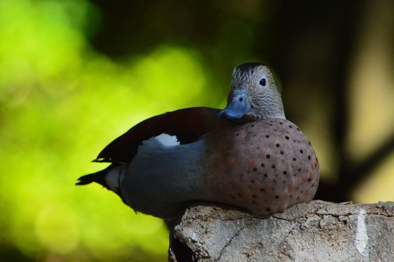 f:id:ranchou:20220804235529j:image f:id:ranchou:20220804235529j:image