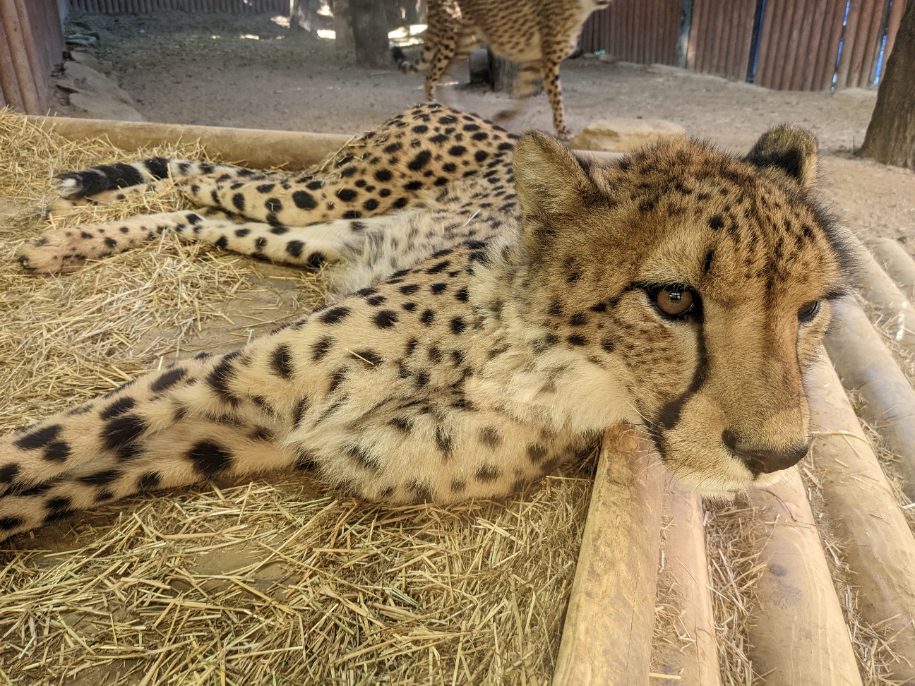 f:id:ranchou:20220804235632j:image f:id:ranchou:20220804235632j:image