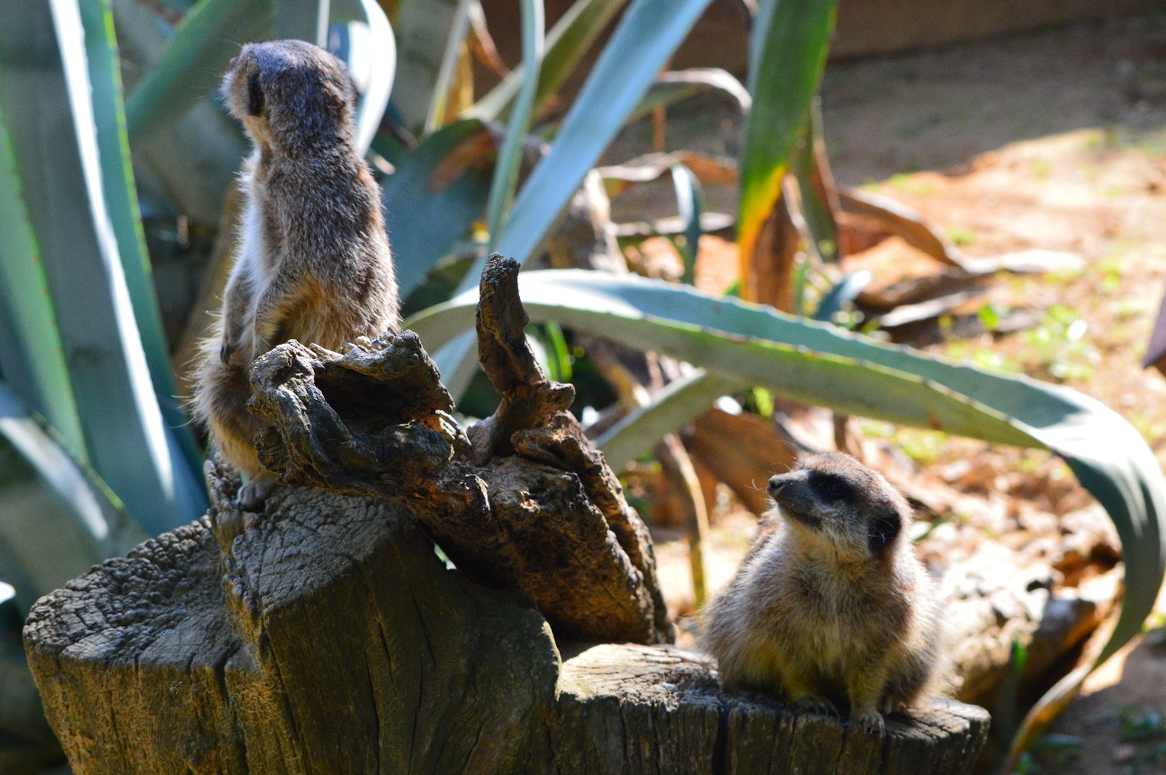 f:id:ranchou:20220804235658j:image f:id:ranchou:20220804235658j:image