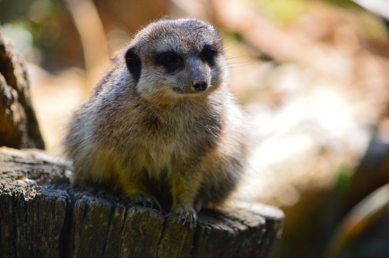 f:id:ranchou:20220804235711j:image f:id:ranchou:20220804235711j:image