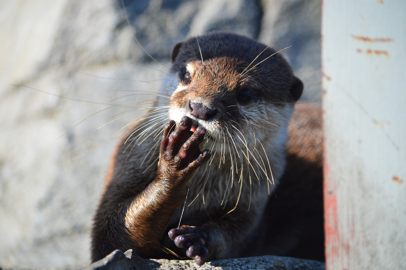 f:id:ranchou:20220804235722j:image f:id:ranchou:20220804235722j:image