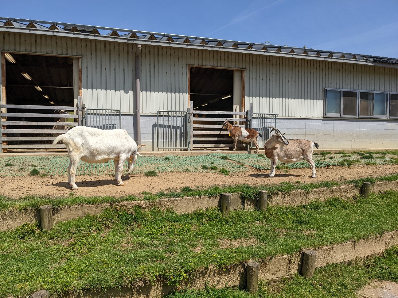 f:id:ranchou:20220811151622j:image