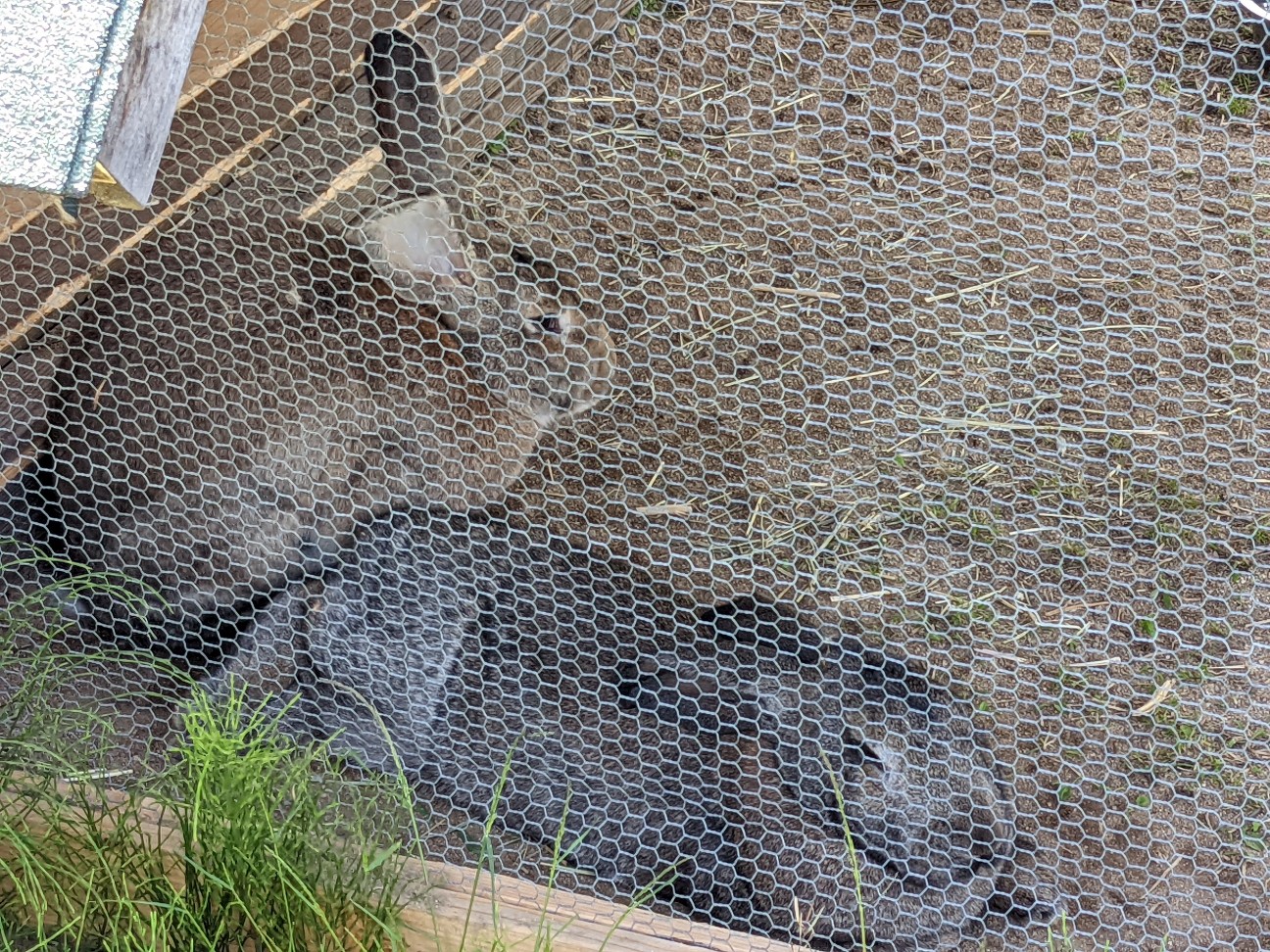 f:id:ranchou:20220811151941j:image