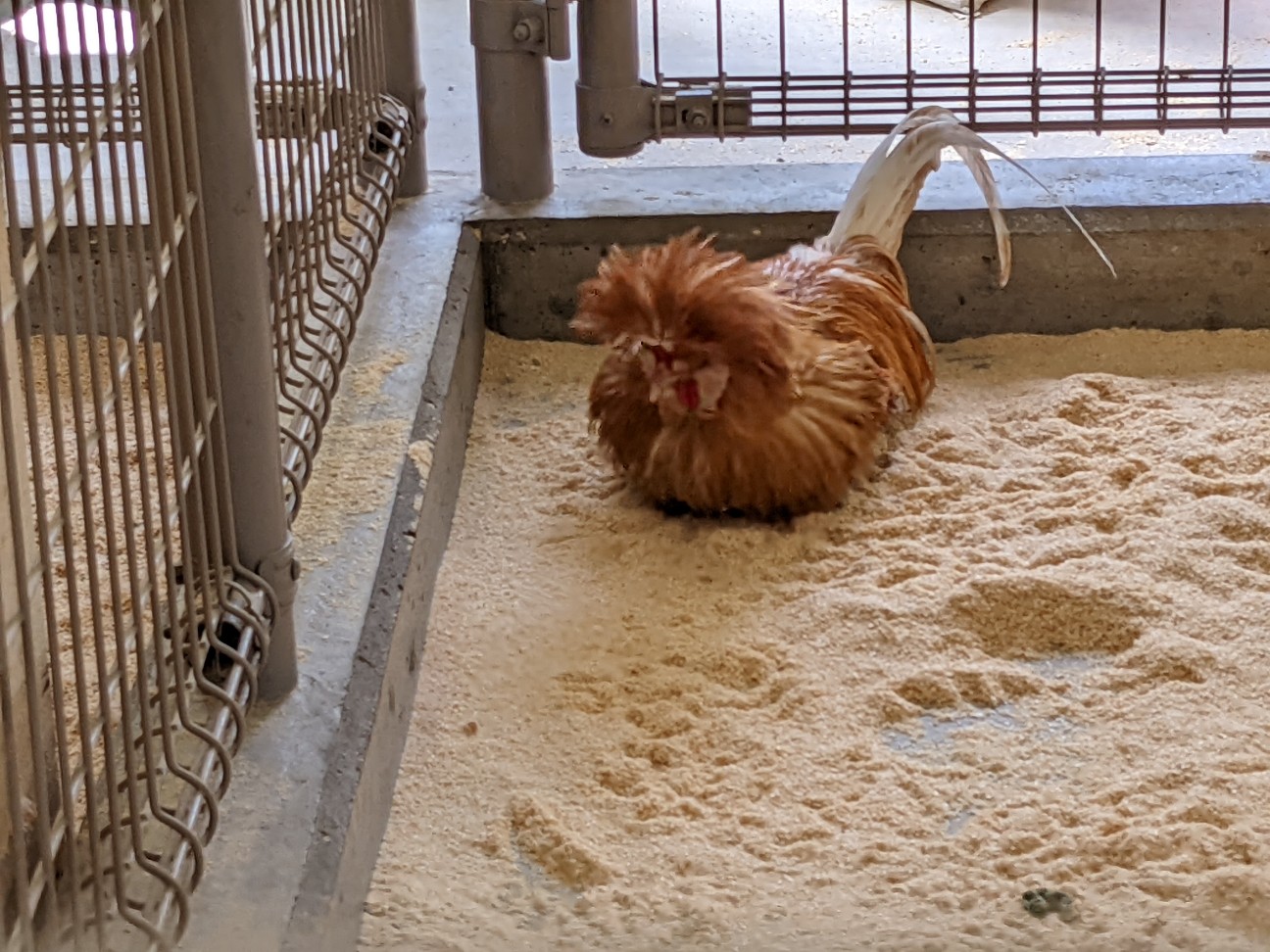 f:id:ranchou:20220811151957j:image