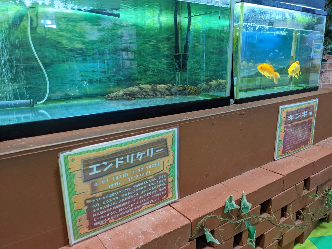 f:id:ranchou:20220814214342j:image f:id:ranchou:20220814214342j:image