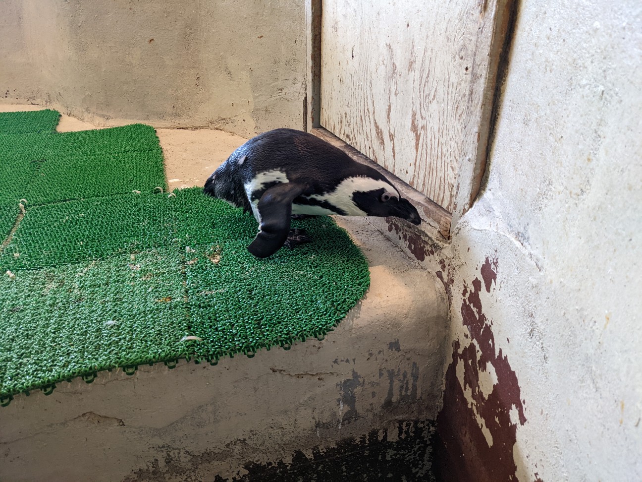 f:id:ranchou:20220814214649j:image f:id:ranchou:20220814214649j:image