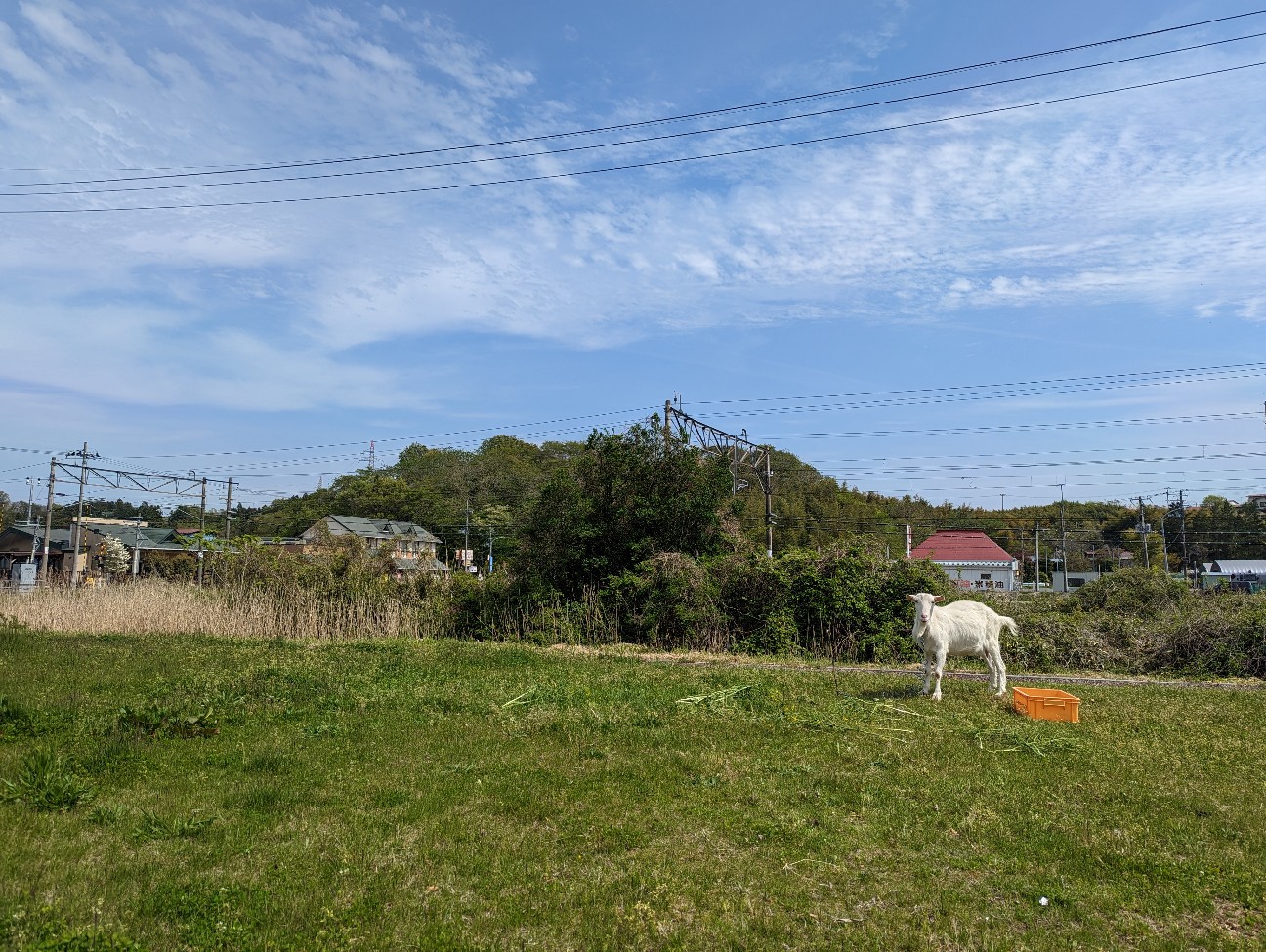 f:id:ranchou:20230430075516j:image