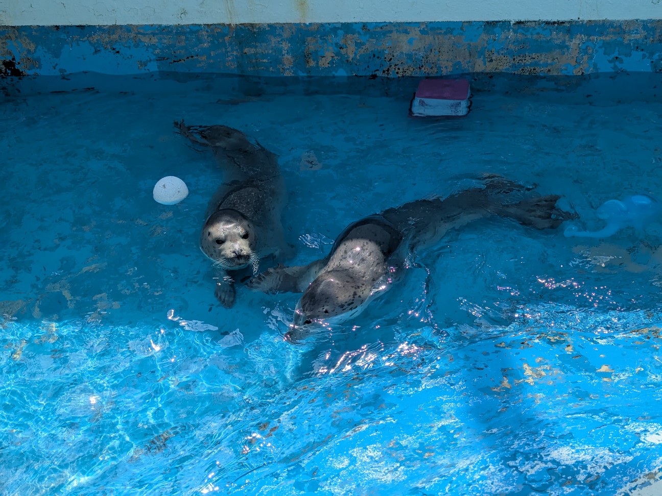 f:id:ranchou:20250809182533j:image f:id:ranchou:20250809182533j:image