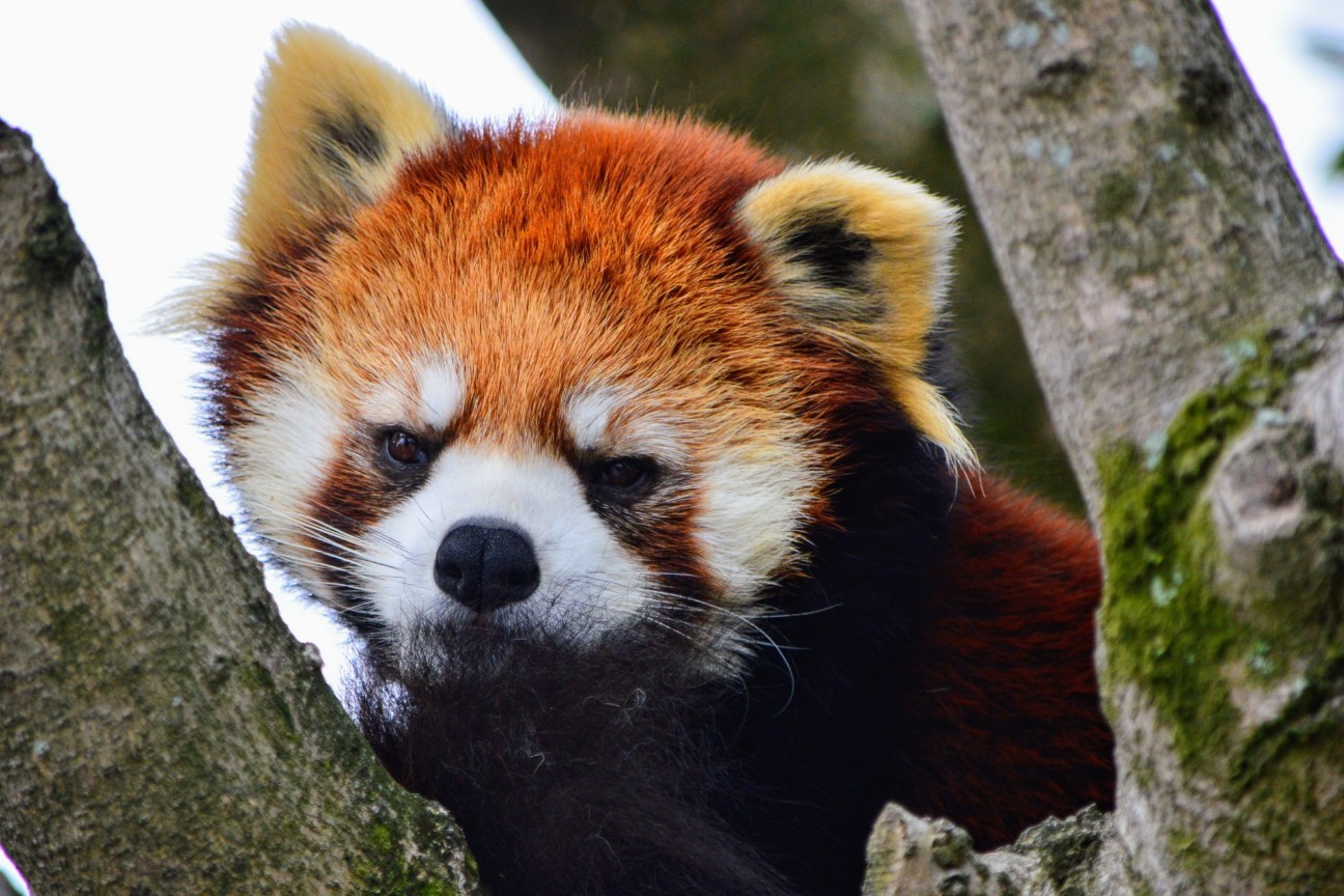 f:id:ranchou:20250828052558j:image f:id:ranchou:20250828052558j:image