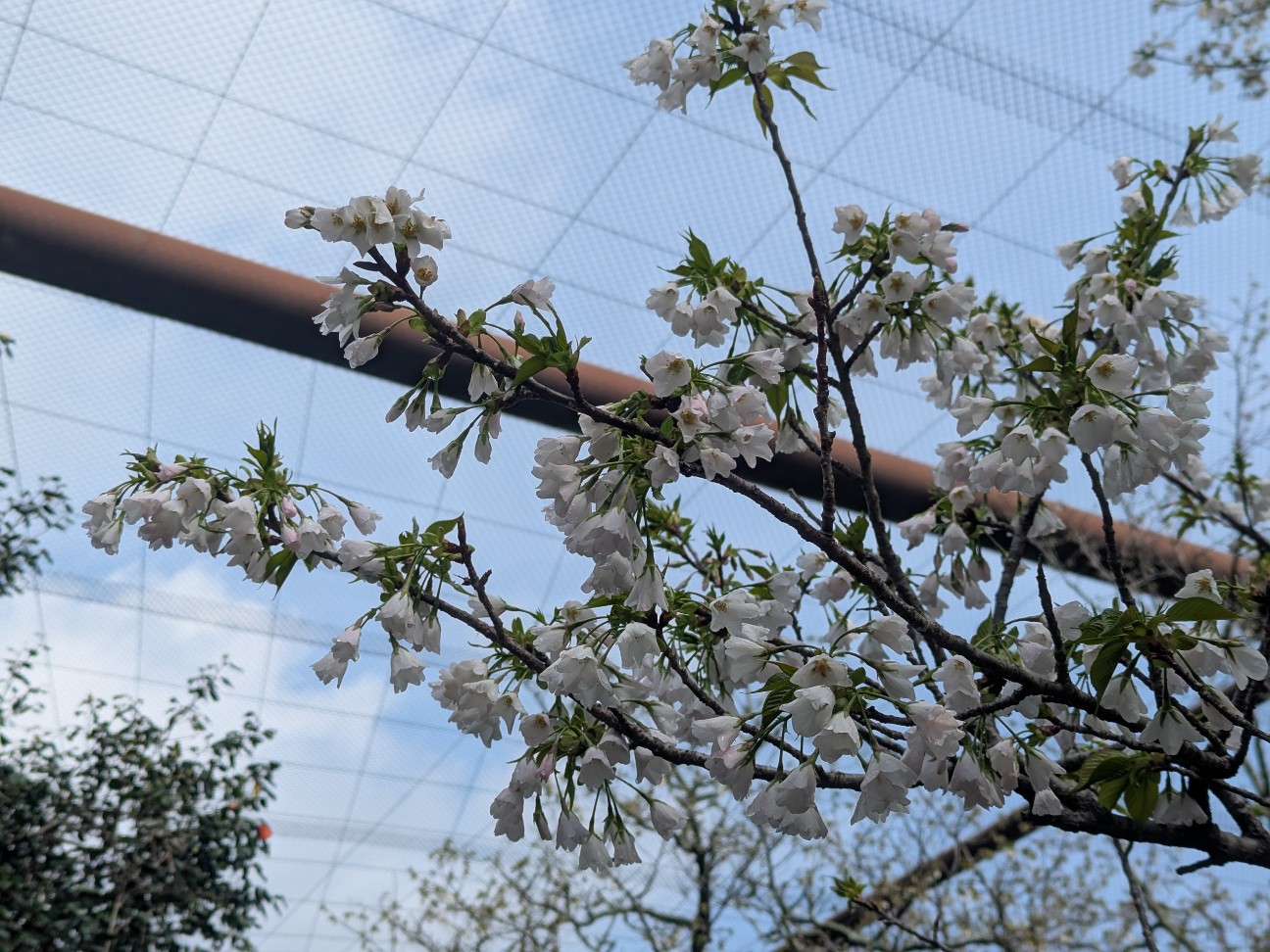 f:id:ranchou:20250828053346j:image f:id:ranchou:20250828053346j:image