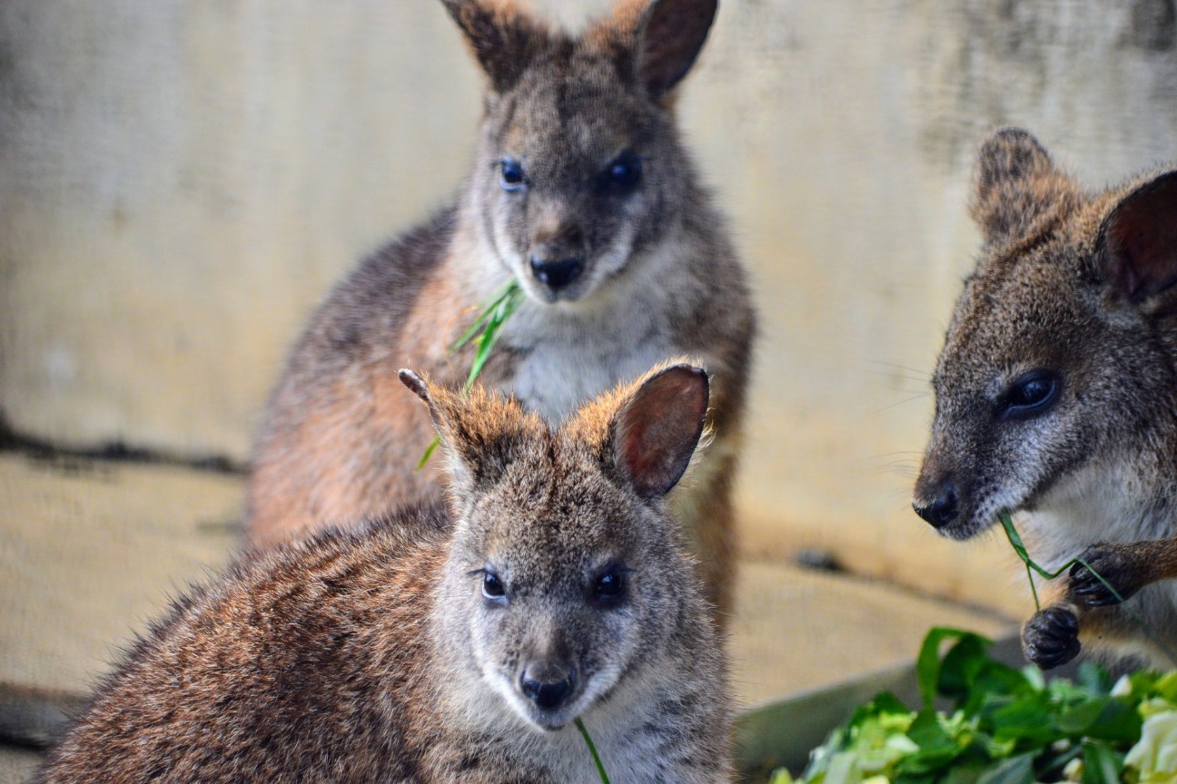 f:id:ranchou:20250828053457j:image f:id:ranchou:20250828053457j:image