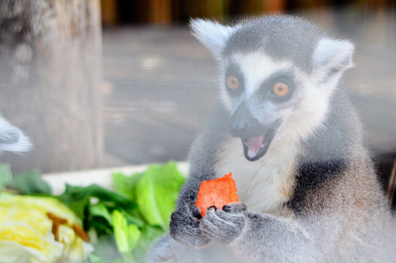 f:id:ranchou:20250828053539j:image f:id:ranchou:20250828053539j:image