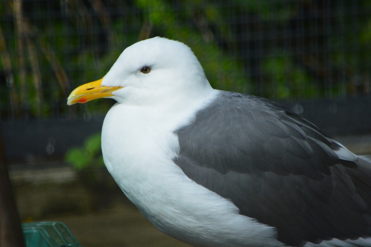 f:id:ranchou:20250828053637j:image f:id:ranchou:20250828053637j:image