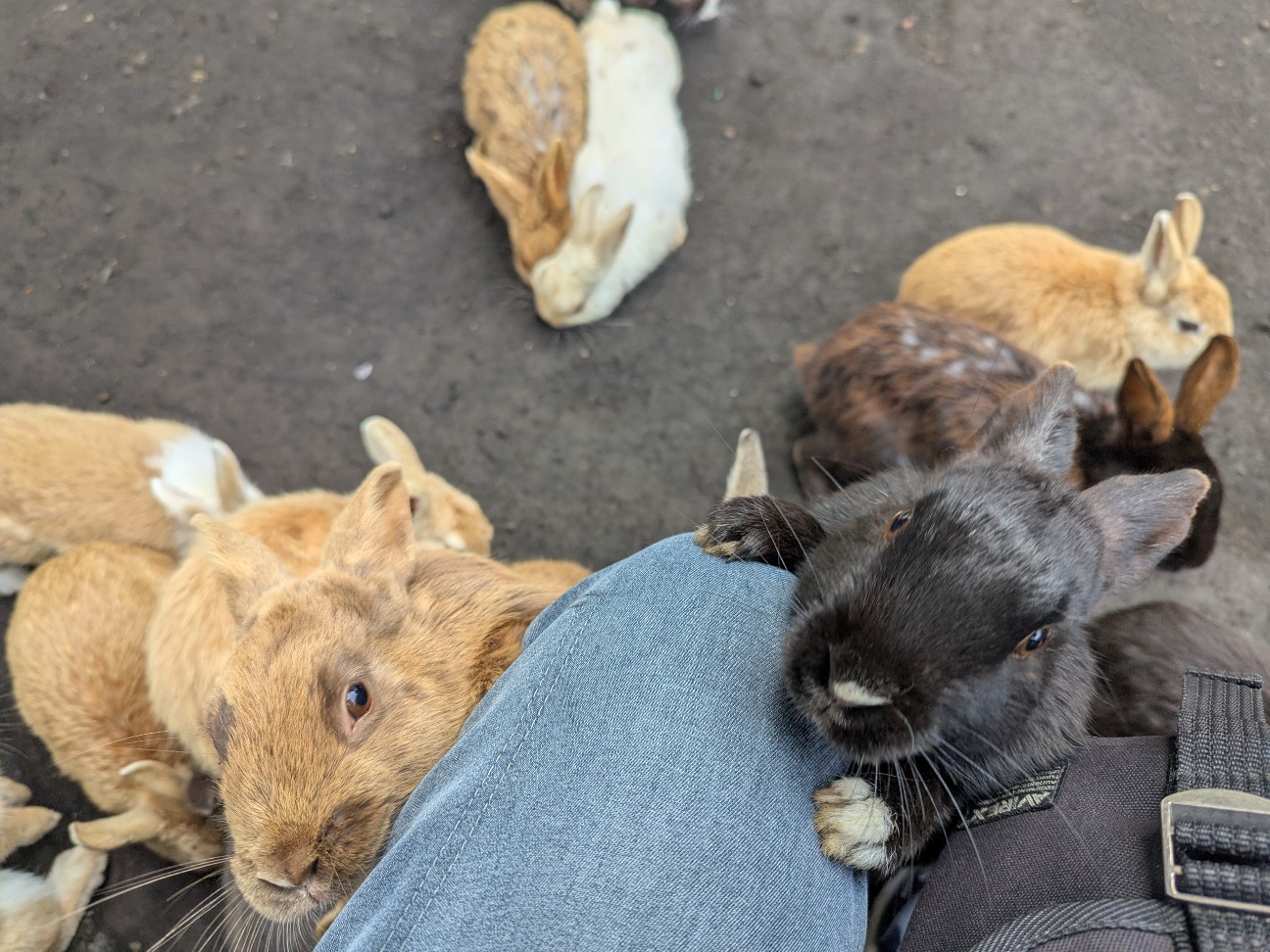 f:id:ranchou:20250828054140j:image f:id:ranchou:20250828054140j:image