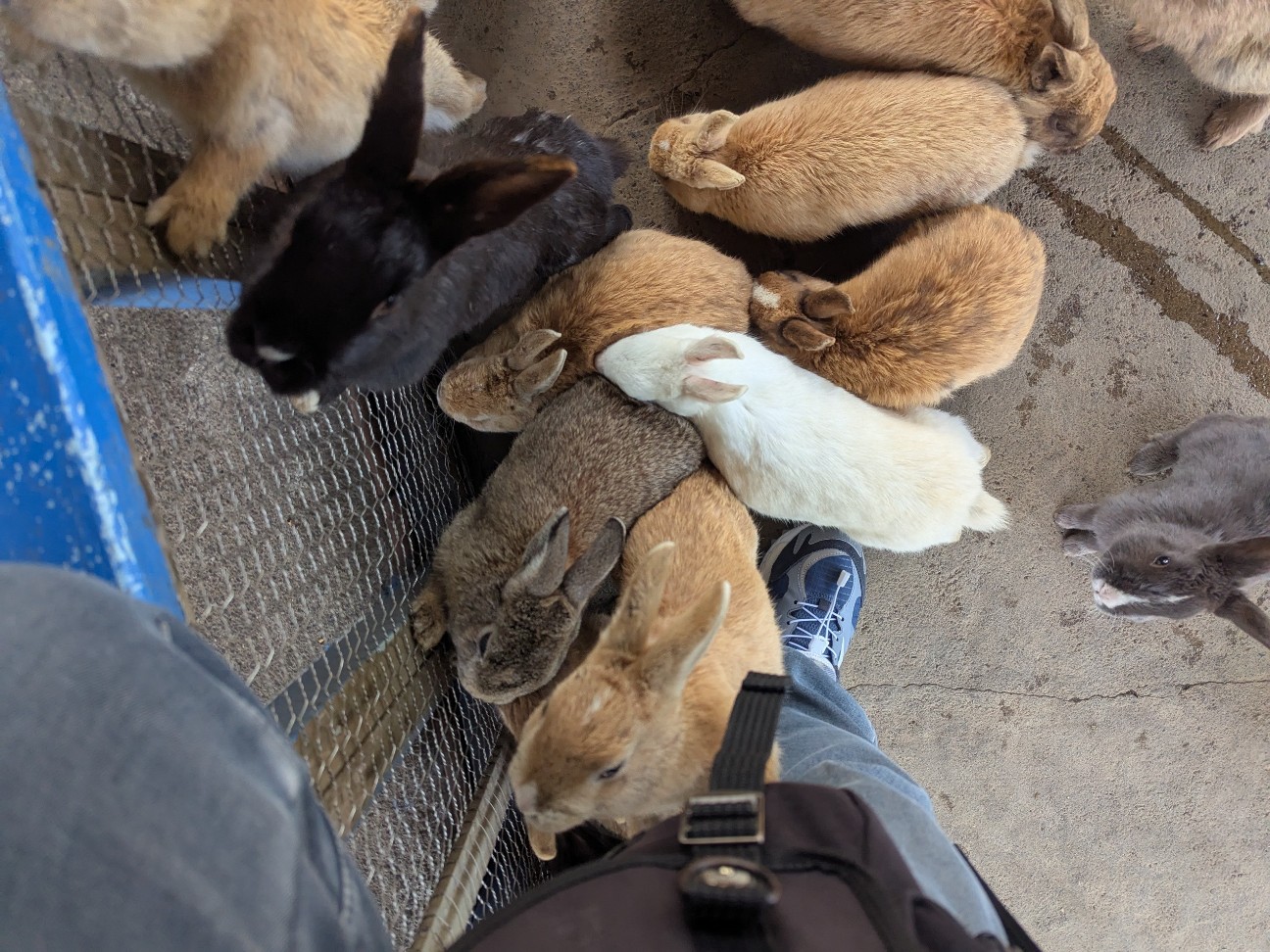 f:id:ranchou:20250829184926j:image f:id:ranchou:20250829184926j:image