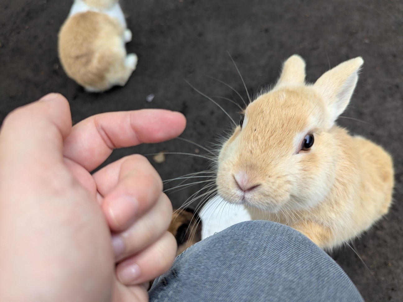 f:id:ranchou:20250829185056j:image f:id:ranchou:20250829185056j:image