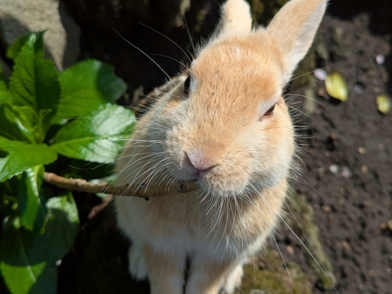 f:id:ranchou:20250829185108j:image f:id:ranchou:20250829185108j:image