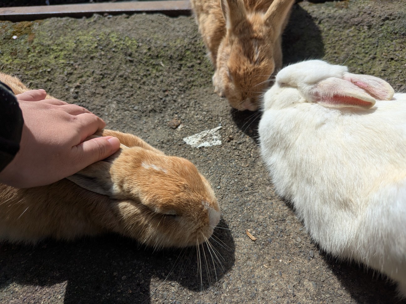 f:id:ranchou:20250829185122j:image f:id:ranchou:20250829185122j:image