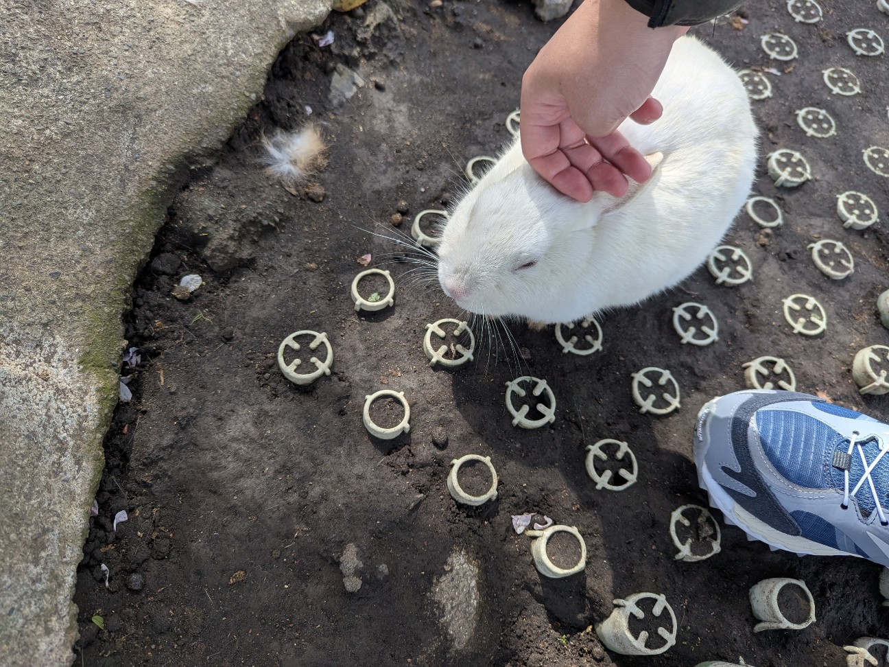 f:id:ranchou:20250829185215j:image f:id:ranchou:20250829185215j:image