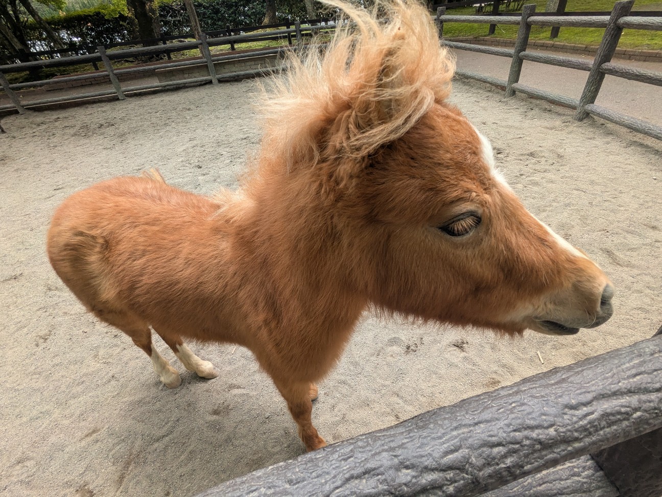 f:id:ranchou:20250830153619j:image