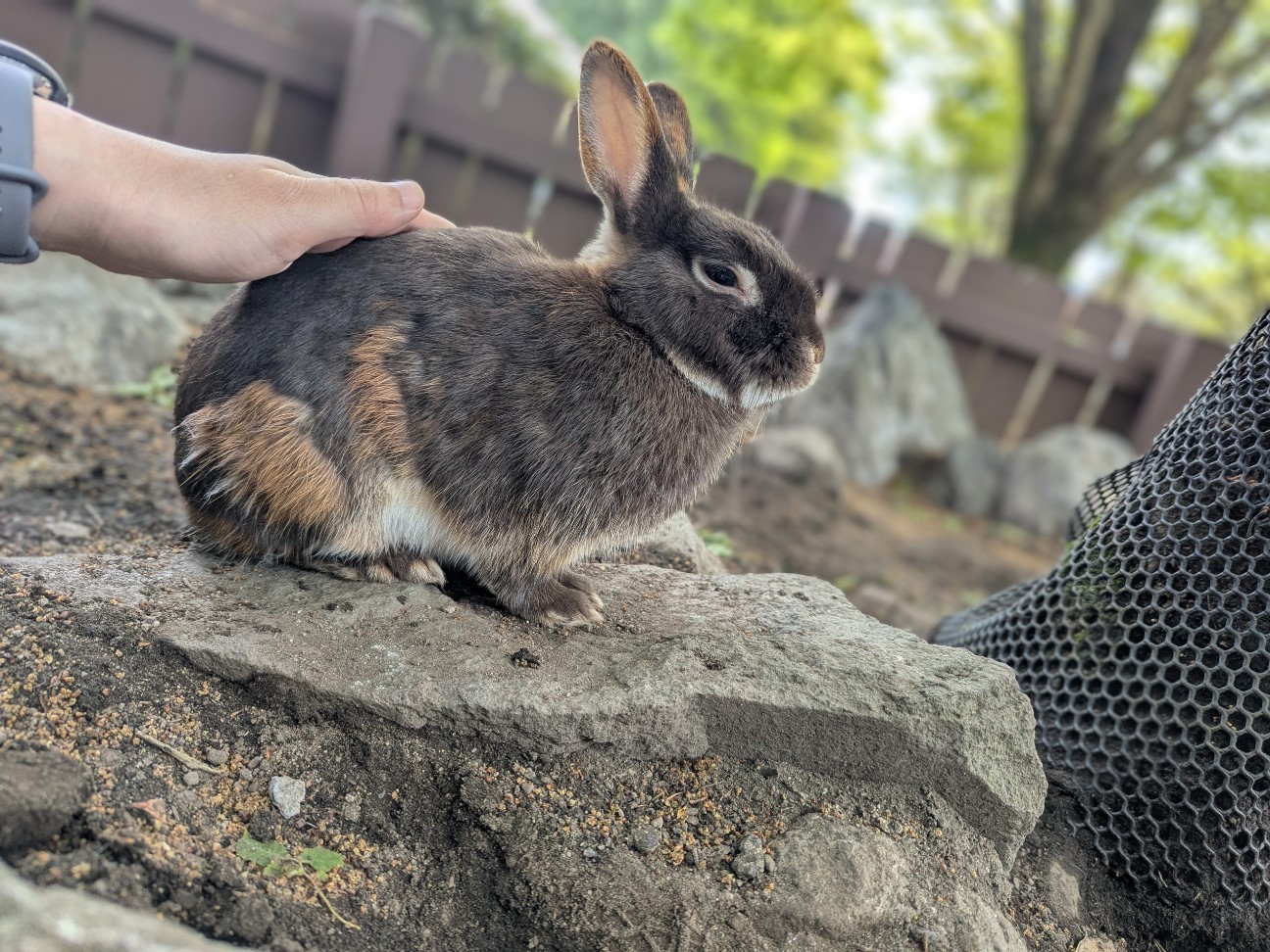 f:id:ranchou:20250830153927j:image