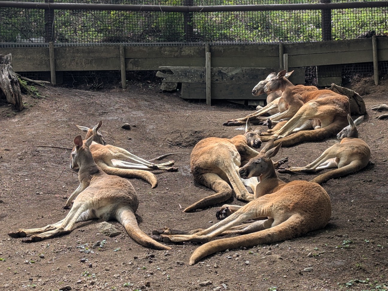 f:id:ranchou:20250830154008j:image