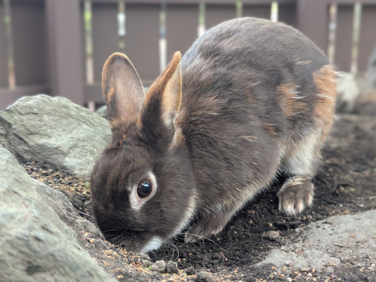 f:id:ranchou:20250830154148j:image