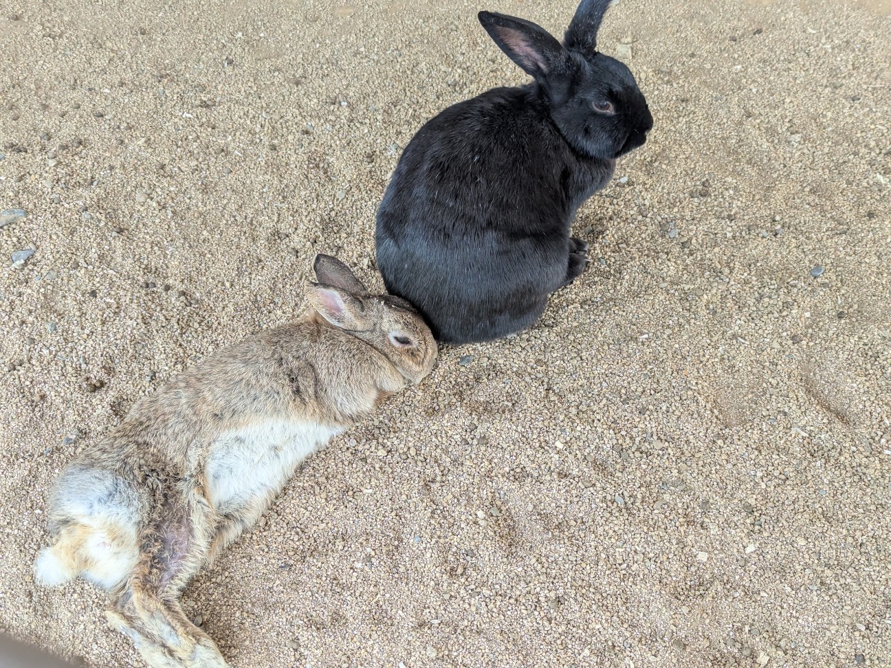 f:id:ranchou:20250910121952j:image