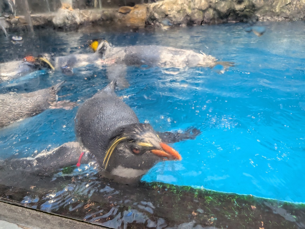 f:id:ranchou:20251005100930j:image f:id:ranchou:20251005100930j:image