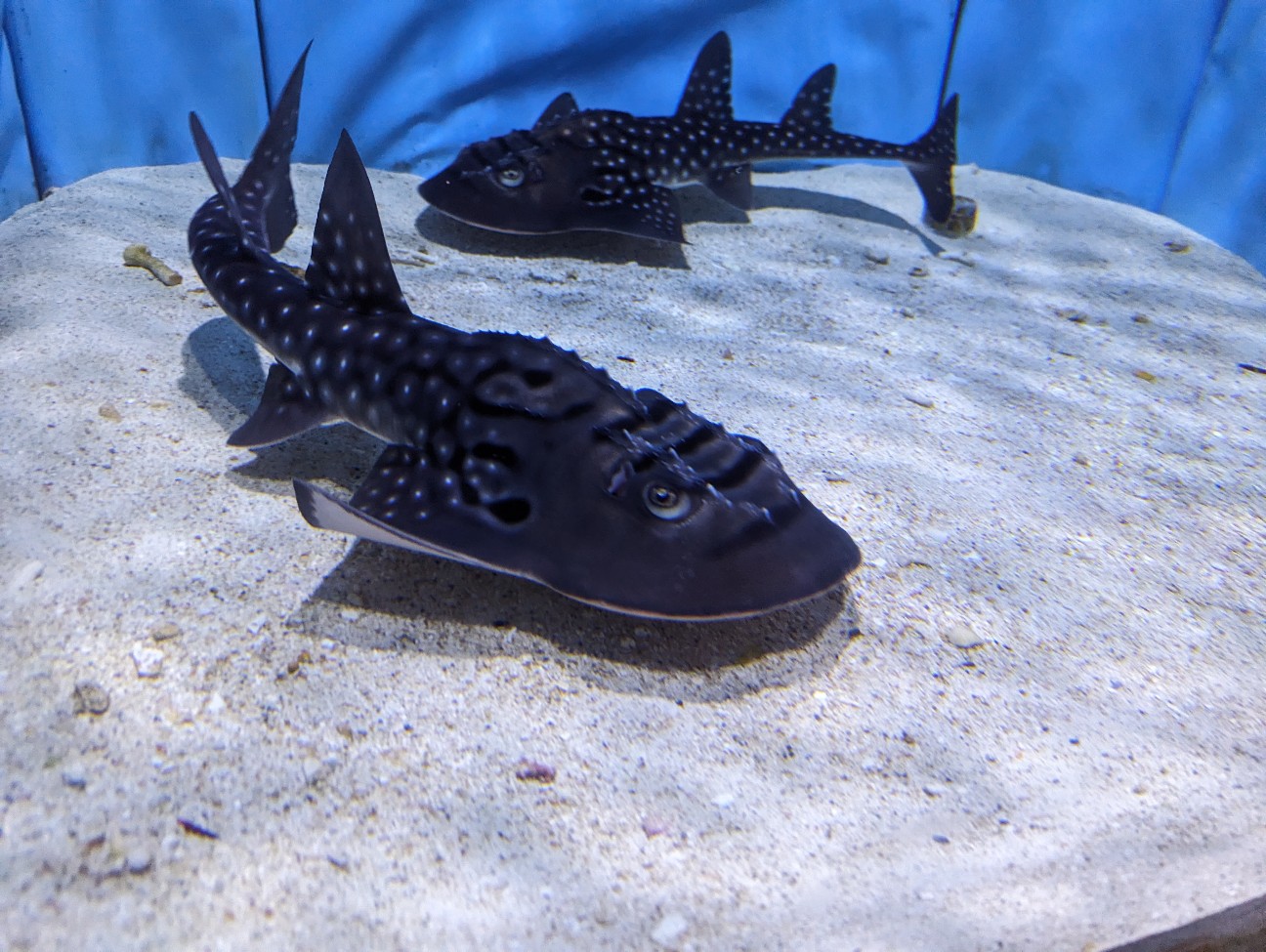 f:id:ranchou:20251018202921j:image