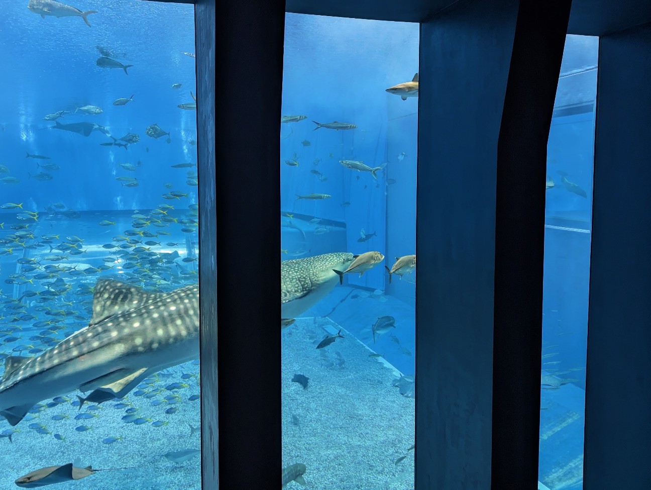 f:id:ranchou:20251018203057j:image