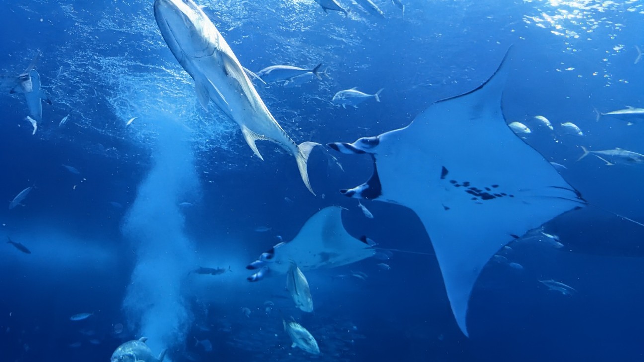 f:id:ranchou:20251018203410j:image