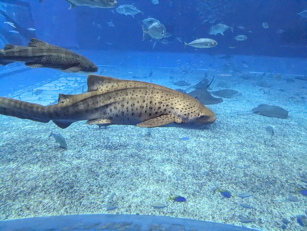 f:id:ranchou:20251018203435j:image