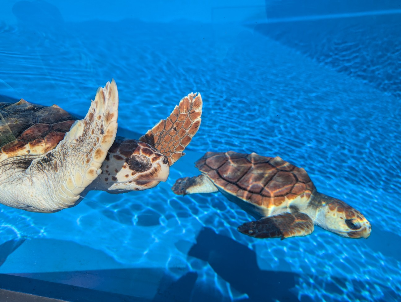 f:id:ranchou:20251024123742j:image f:id:ranchou:20251024123742j:image