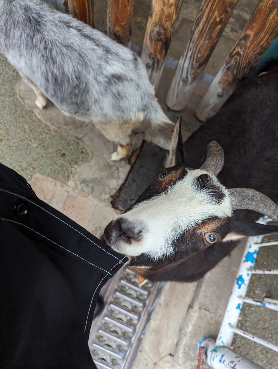 f:id:ranchou:20251030123021j:image