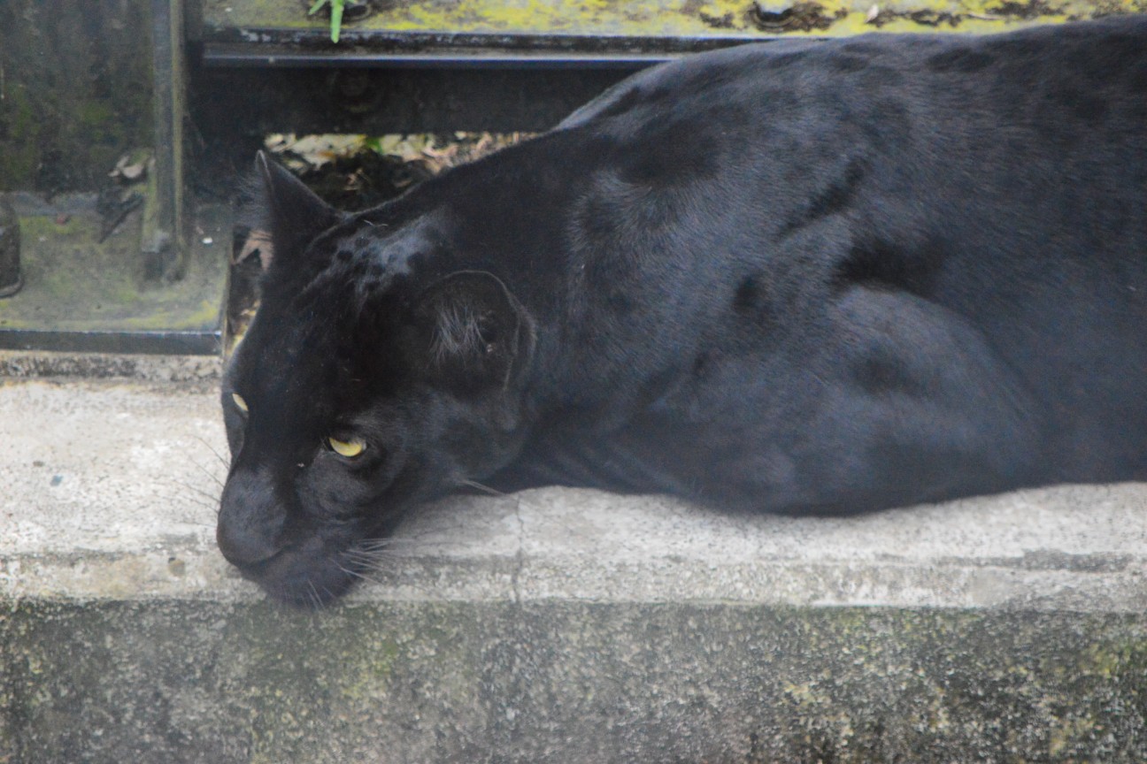 f:id:ranchou:20251102133837j:image