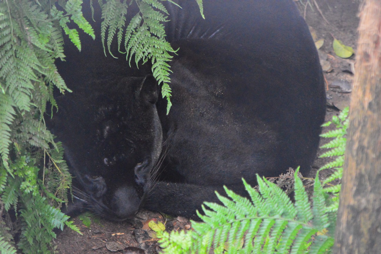 f:id:ranchou:20251102133846j:image