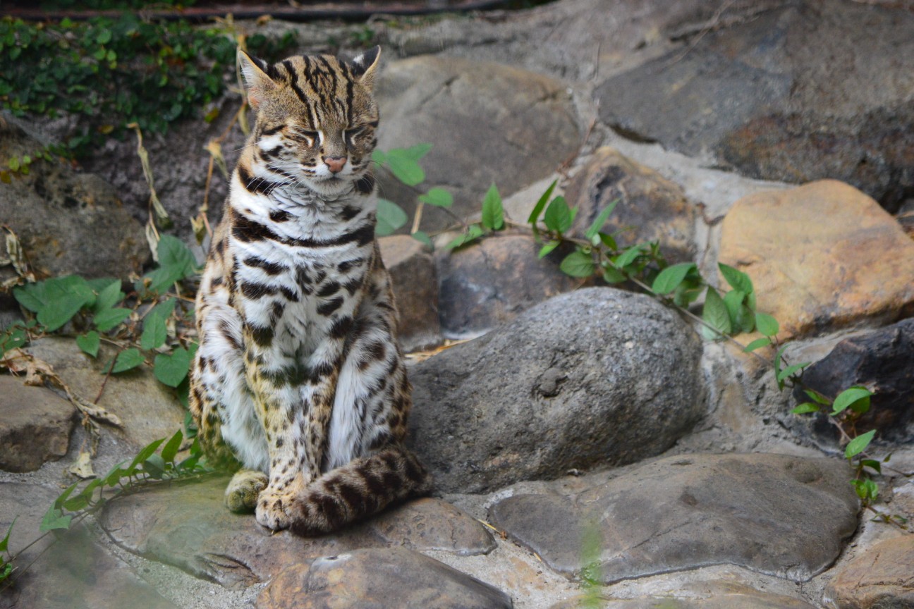 f:id:ranchou:20251102134027j:image