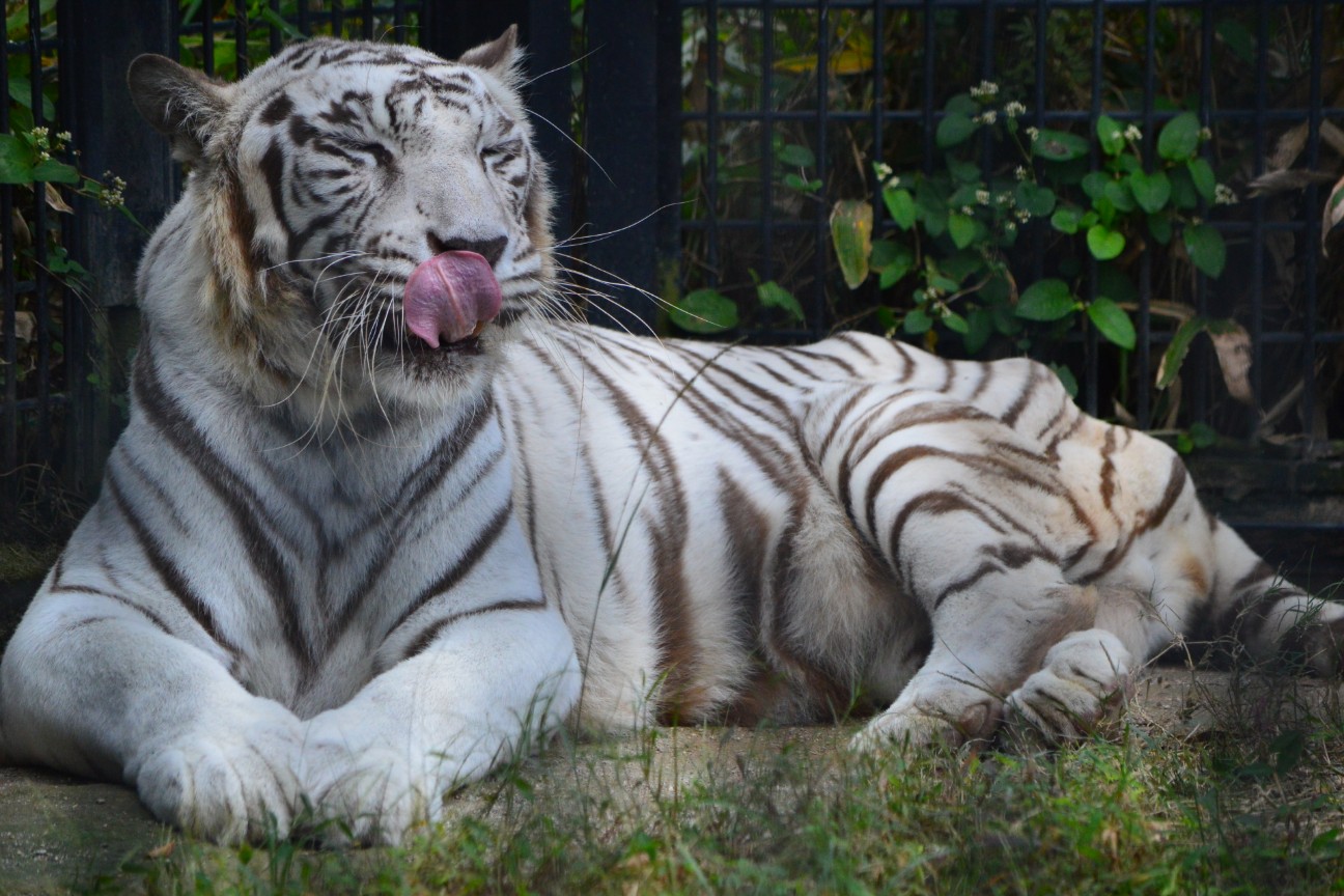 f:id:ranchou:20251102134111j:image